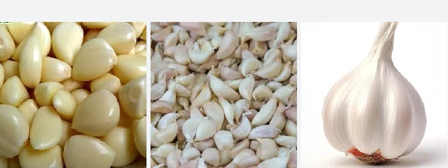 Garlic Split machine Garlic peeling machine 